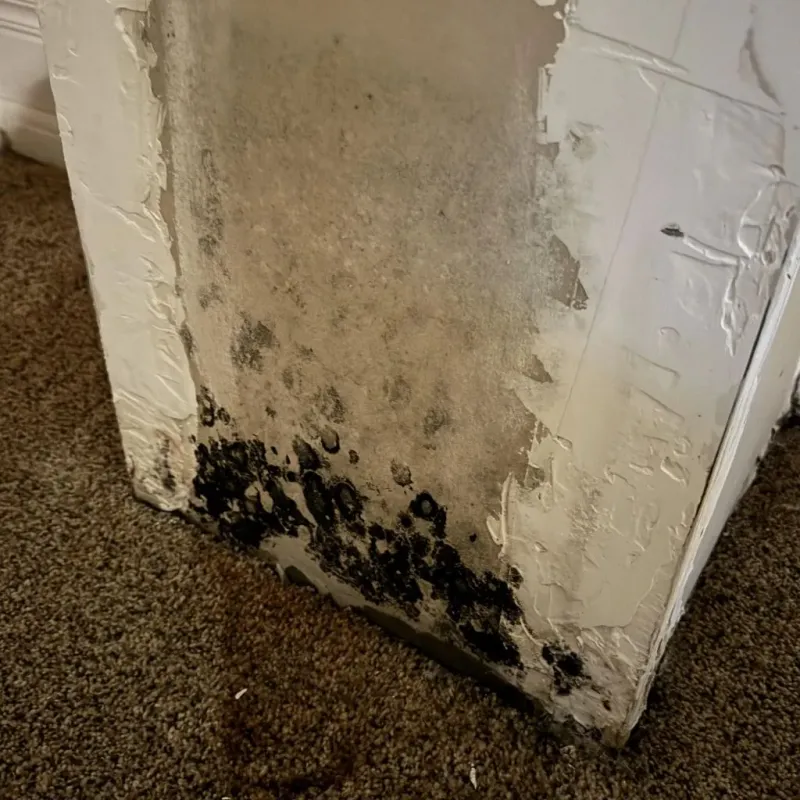 Professional Mold Removal in Yellville, AR